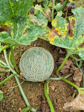 손동현님의 자유주제 · 자유게시판 작성글 사진