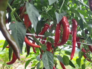 김순례님의 자유주제 · 자유게시판 작성글 사진