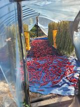 팜모닝 자유주제·자유게시판 게시글 이미지