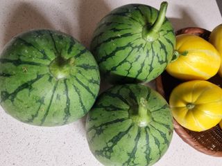 연산나무농장님의 자유주제 · 자유게시판 작성글 사진