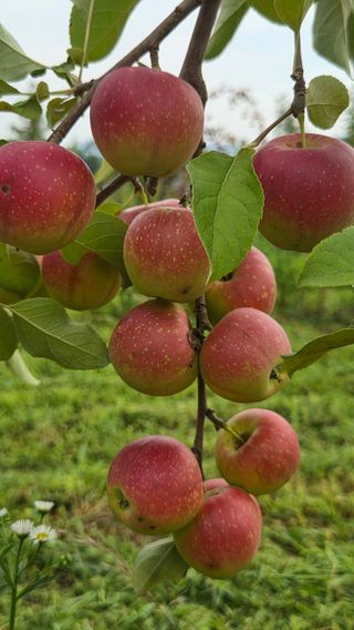 복주농장님의 작성글 사진