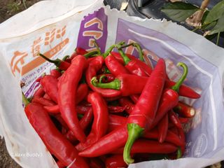 송명자님의 자유주제 · 자유게시판 작성글 사진