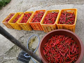 송명자님의 자유주제 · 자유게시판 작성글 사진