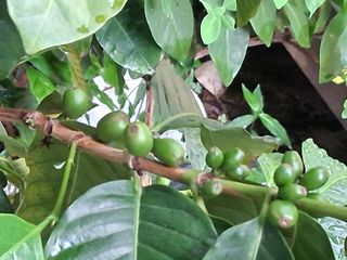 맞춤포도 드론방제님의 자유주제 · 자유게시판 작성글 사진