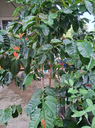 맞춤포도 드론방제님의 자유주제 · 자유게시판 작성글 사진