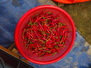 _고성농장님의 자유주제 · 자유게시판 작성글 사진