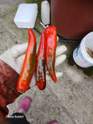 송명자님의 자유주제 · 자유게시판 작성글 사진