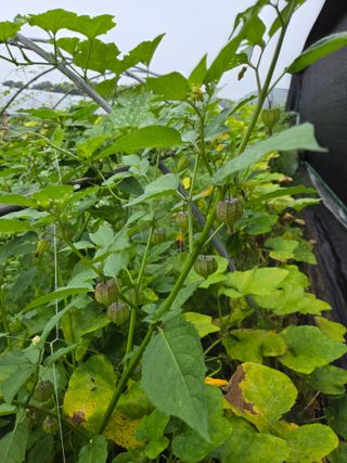 태일농산이정수님의 자유주제 · 자유게시판 작성글 사진