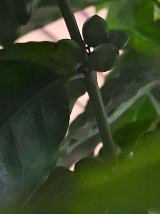 맞춤포도 드론방제님의 자유주제 · 자유게시판 작성글 사진