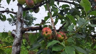 정병묵님의 기타작물 · 자유게시판 작성글 사진