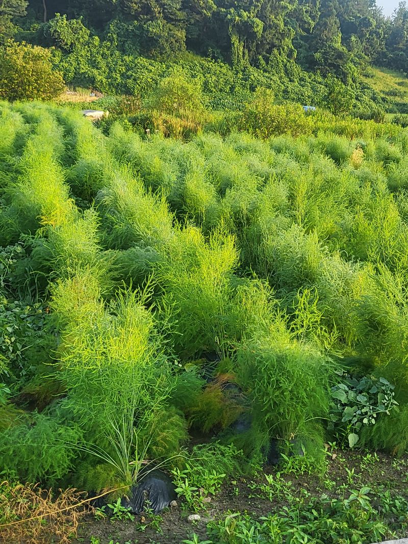 자연스레농부님의 장터 판매 상품 [아스파라거스 뿌리 팜니다 (사진참고)] 첨부 사진