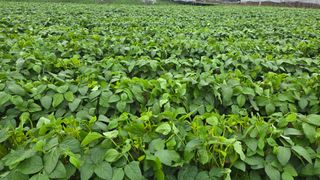 선비 농군님의 자유주제 · 자유게시판 작성글 사진