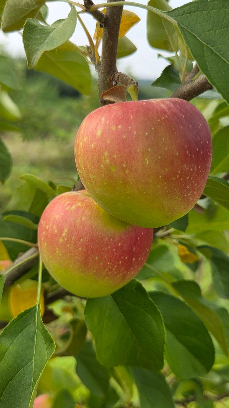 장터 상품 [루비에스 꼬마사과 5kg] 썸네일