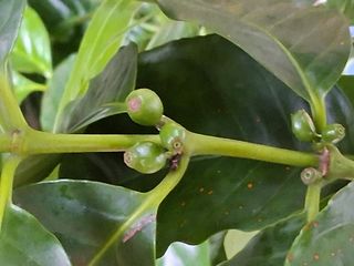 맞춤포도 드론방제님의 자유주제 · 자유게시판 작성글 사진