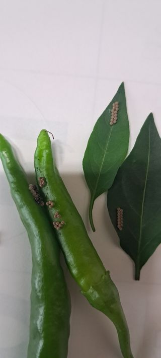 들깨13571님의 자유주제 · 자유게시판 작성글 사진