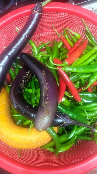 행복농장아다나님의 자유주제 · 자유게시판 작성글 사진