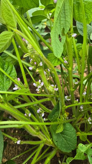 선비 농군님의 자유주제 · 자유게시판 작성글 사진