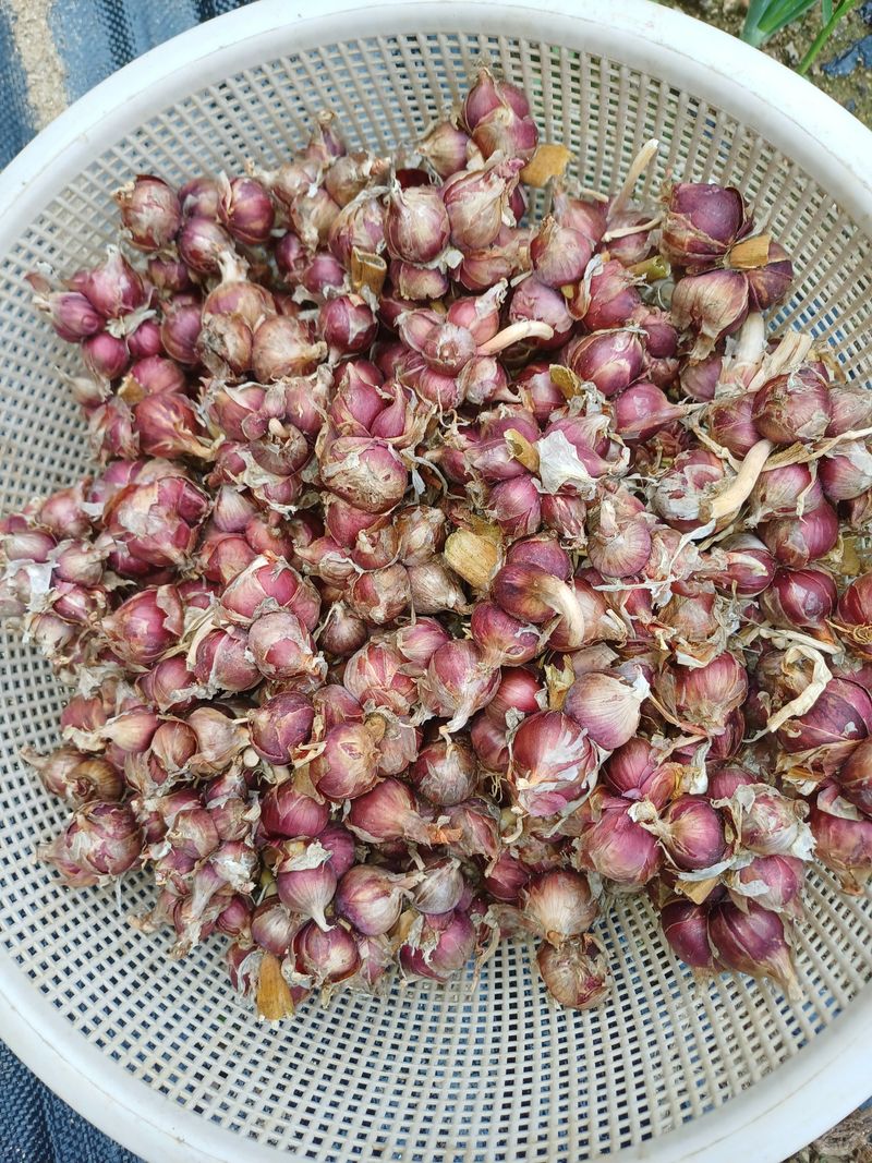 장터 상품 [(완료)자색삼동파.달래파 주아판매] 썸네일