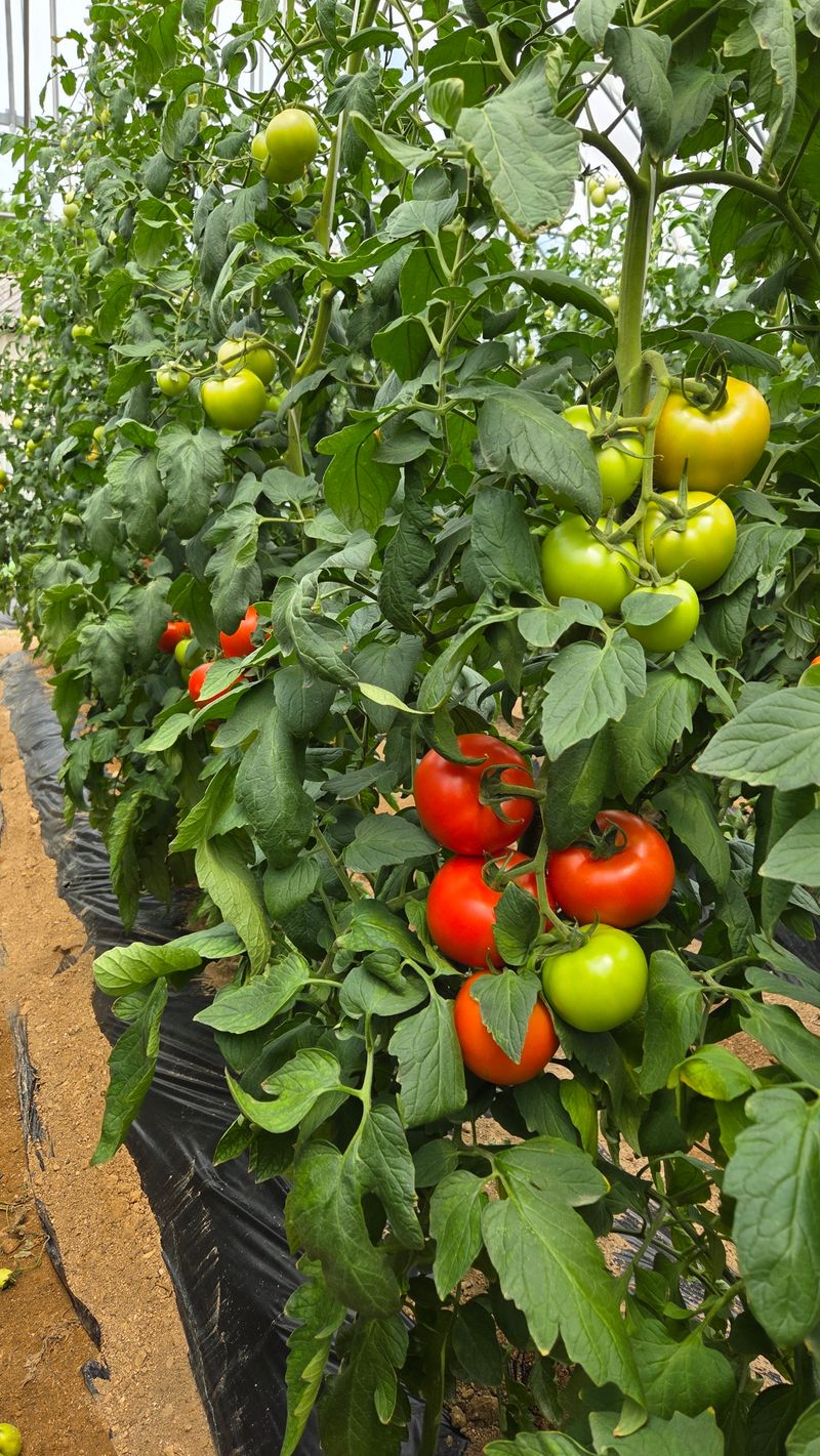 장터 상품 [ 토마토 5kg ] 썸네일