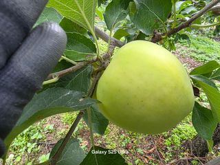 화성농원님의 자유주제 · 자유게시판 작성글 사진
