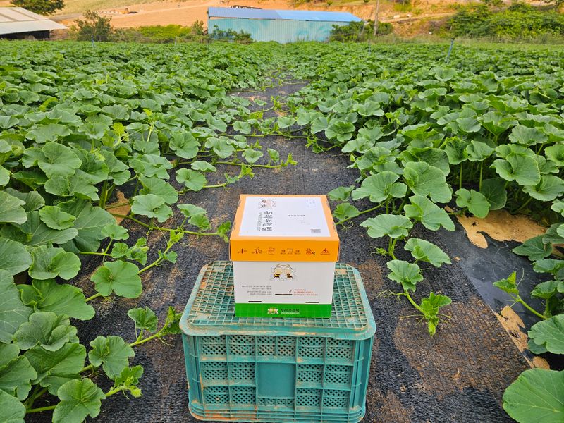 삼남매농장(김철민)님의 장터 판매 상품 [친환경무농약 미니밤호박 2kg] 첨부 사진
