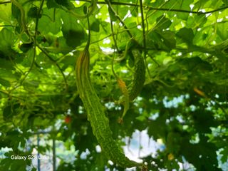 공주유구 구계박만호님의 농사, 무엇이든 물어보세요! · 참여글 작성글 사진