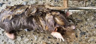 진촌다육묘목농원님의 자유주제 · 자유게시판 작성글 사진