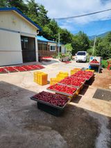 팜모닝 자유주제·자유게시판 게시글 이미지