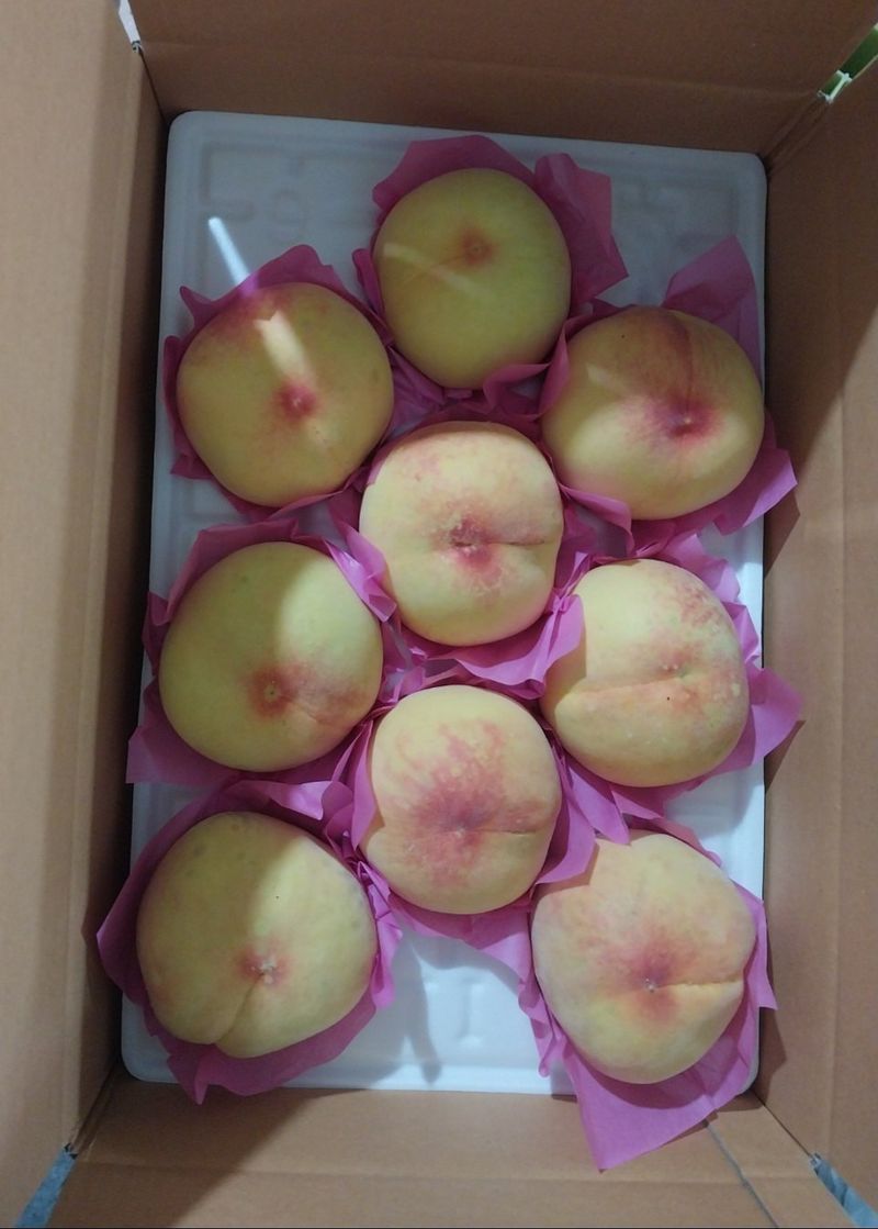 벌꿀*직접생산농장님의 장터 판매 상품 [황도 복숭아 15과에서17과] 첨부 사진