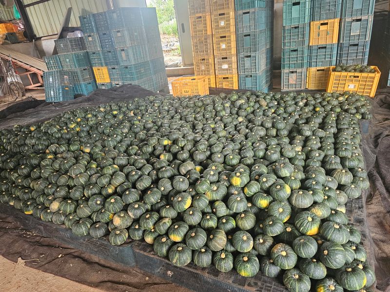 장터 상품 [친환경무농약 미니밤호박 2kg] 썸네일