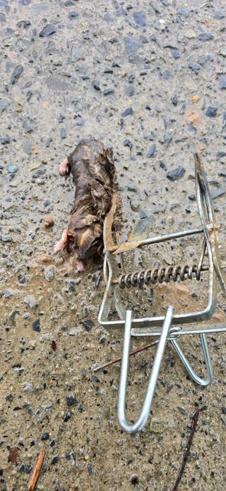 진촌다육묘목농원님의 자유주제 · 자유게시판 작성글 사진