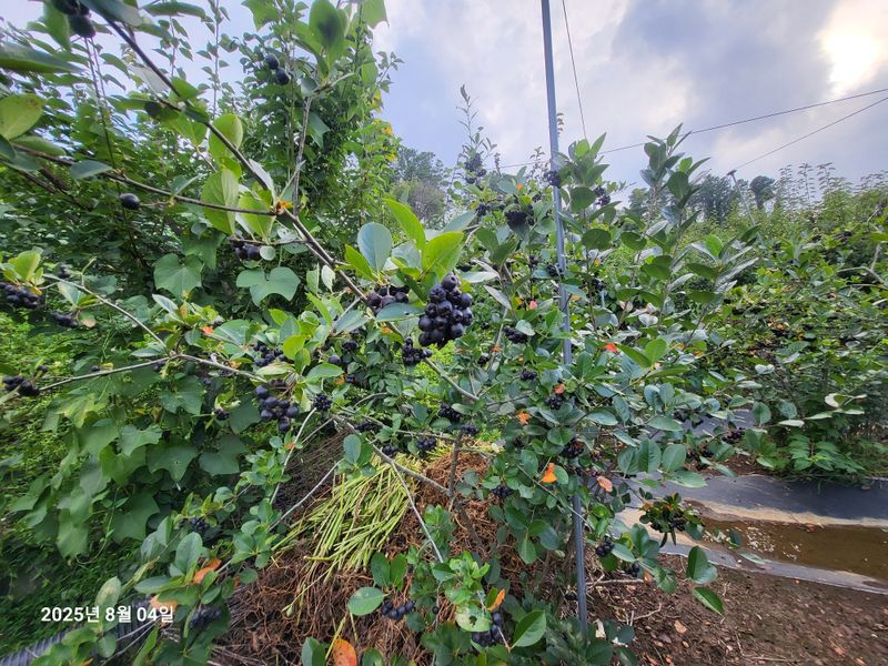 수연농장님의 장터 판매 상품 [아로니아] 첨부 사진