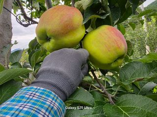 화성농원님의 자유주제 · 자유게시판 작성글 사진