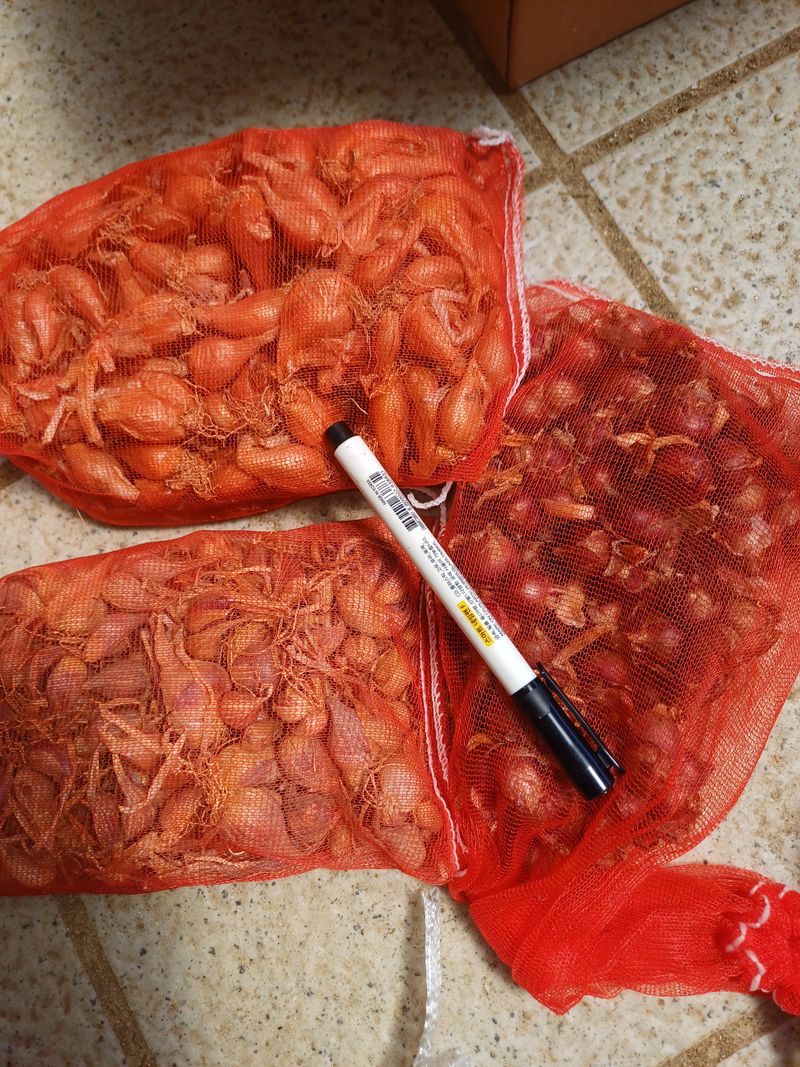 삼성농산님의 장터 판매 상품 [(완료)자색삼동파.달래파 주아판매] 첨부 사진