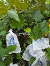 팜모닝 자유주제·사진전 게시글 이미지