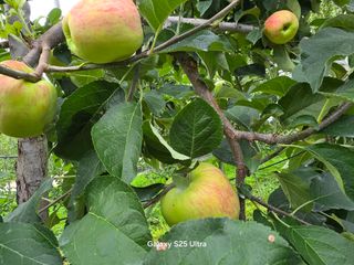 화성농원님의 자유주제 · 자유게시판 작성글 사진