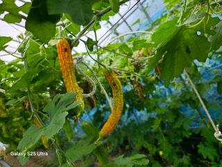 공주유구 구계박만호님의 농사, 무엇이든 물어보세요! · 참여글 작성글 사진