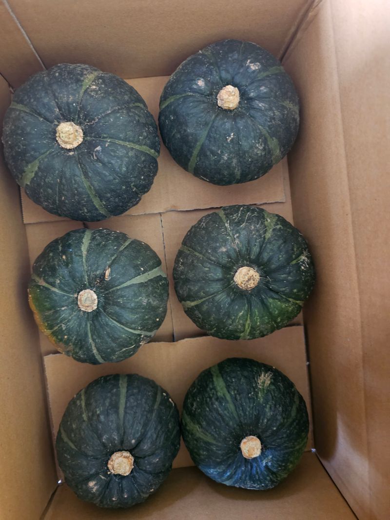 삼남매농장(김철민)님의 장터 판매 상품 [친환경무농약 미니밤호박 2kg] 첨부 사진