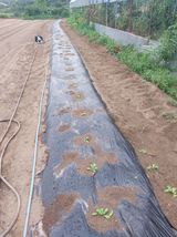 팜모닝 자유주제·자유게시판 게시글 이미지