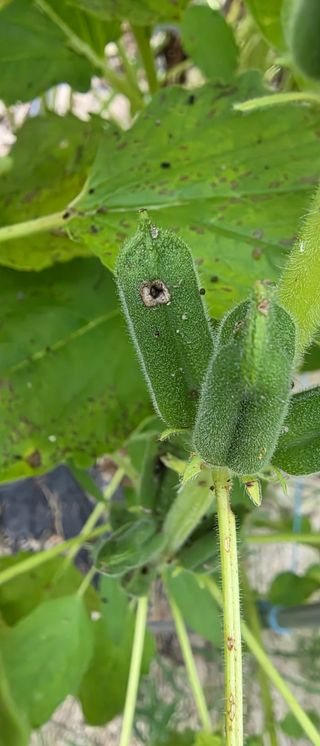 권병관님의 참깨 · 병해충상담 작성글 사진