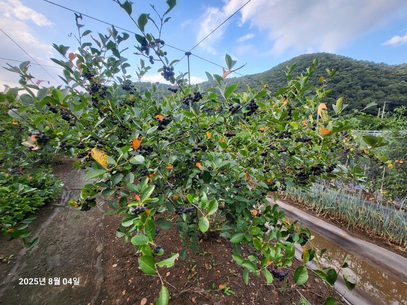 장터 상품 [아로니아] 썸네일