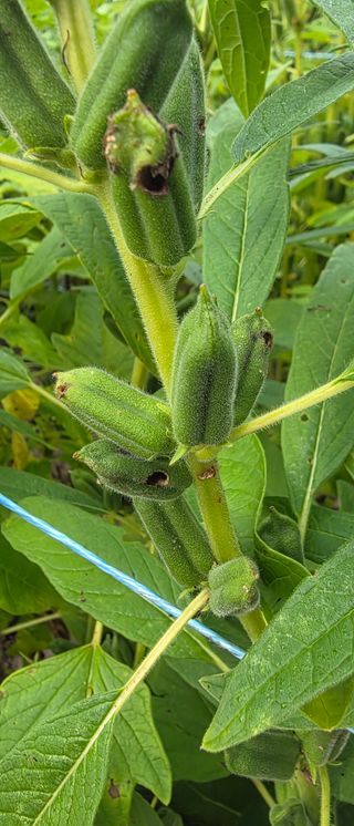 권병관님의 참깨 · 병해충상담 작성글 사진
