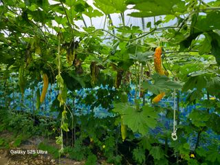 공주유구 구계박만호님의 농사, 무엇이든 물어보세요! · 참여글 작성글 사진