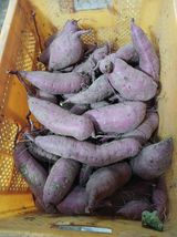 팜모닝 자유주제·자유게시판 게시글 이미지