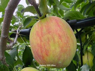 화성농원님의 자유주제 · 자유게시판 작성글 사진