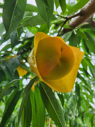 행복농원님의 자유주제 · 자유게시판 작성글 사진