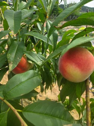 자연인님의 자유주제 · 자유게시판 작성글 사진