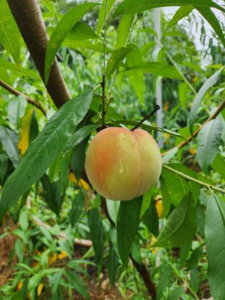 행복농원님의 자유주제 · 자유게시판 작성글 사진