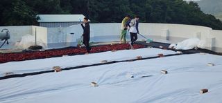 고추농사 정 미라님의 자유주제 · 자유게시판 작성글 사진