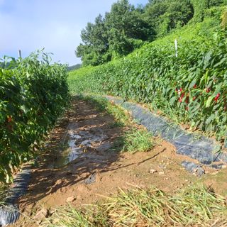 오영도님의 자유주제 · 자유게시판 작성글 사진